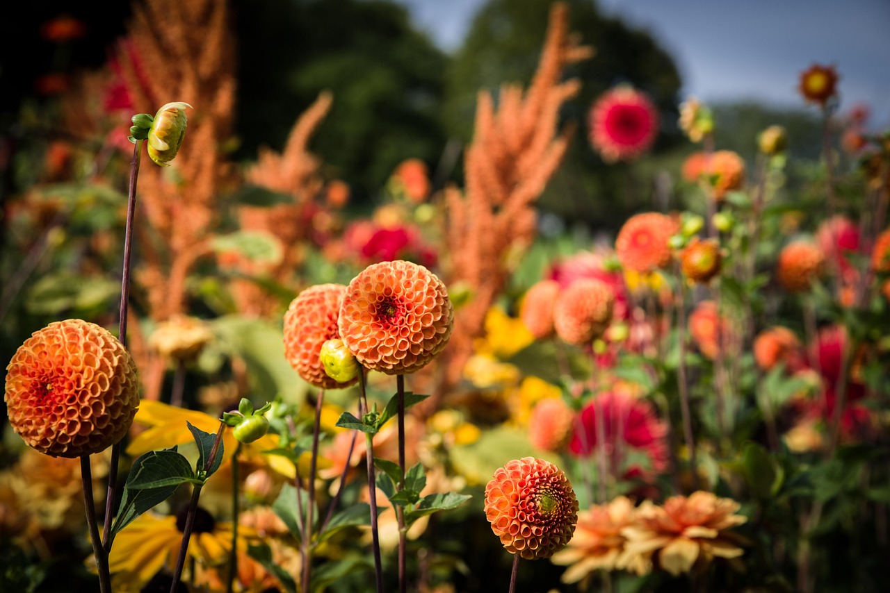 Dahlia Show en Noordwijk